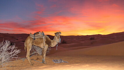 Dromedary camel (Camelus dromedarius) a sunset in the Sahara Desert outside of Douz, Tunisia - obrazy, fototapety, plakaty