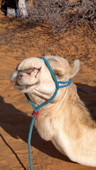 Close up of a dromedary camel (Camelus dromedarius) wearing a blue halter in the Sahara Desert...