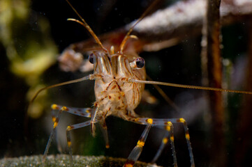 Common prawn (Palaemon serratus) scavenging in rockpool Alghero, Porto Conte, Capo Caccia,...