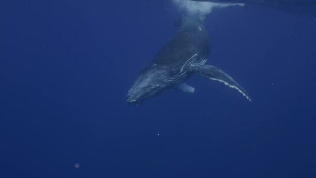 Amazing closeup humpback whale underwater in Pacific Ocean. Baby calf comes at surface to take breath. Young whale dance wave flippers in water in Tonga Polynesia. Mammal Marine life. High resolution