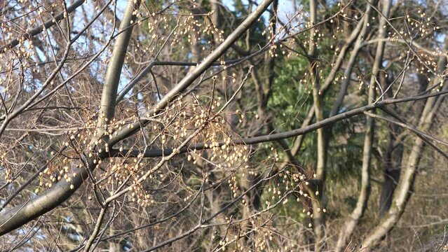 山に自生するセンダン