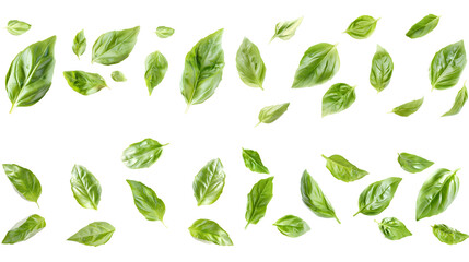 Basil leaves isolated in white. 
