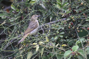 Transvaal sombre greenbul  (Andropadus importunus importunus) is a member of the bulbul family of passerine birds. This photo was taken in South Africa.