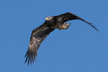 Bald  Eagle Juvenile