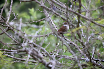 The terrestrial brownbul (Phyllastrephus terrestris intermedius) is a species of songbird in the bulbul family, Pycnonotidae.  This photo was taken in South Africa.