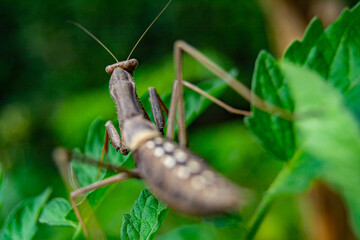 Insecto con forma de rama caminando entre hojas verdes. Mantis Religiosa