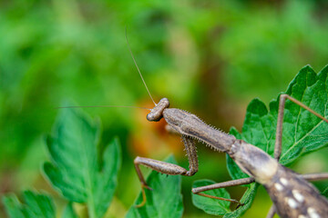 Insecto con forma de rama caminando entre hojas verdes. Mantis Religiosa