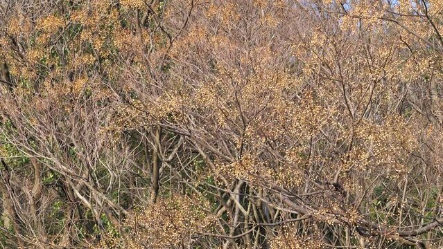 山に自生するセンダン