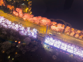 Cherry blossoms in Northwest Lake Square in Wuhan, Hubei, China