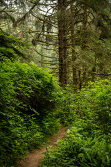 Narrow Trail Disappears Into Thick Forest Floor