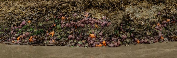 Panorama Of Ochre Sea Stars Clinging To The Base Of A Sea Stack On Meyers Beach