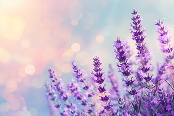 Naklejka premium Beautiful purple lavender flowers with blurred gradient spring nature background image.