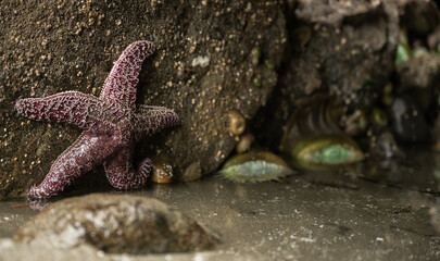 Purple Ochre Sea Star Clings To Rocks With Only A Tip Of Tentacle Touching The Water