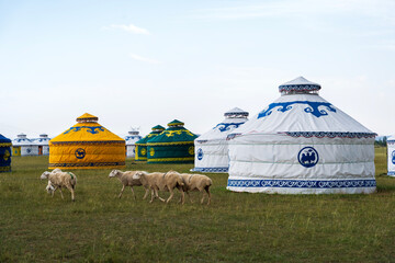 Sheep and yurts in the grassland