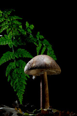 mushroom in the forest, Amanita rubescens, blusher mushroom. Sassari, Sardinia, Italy