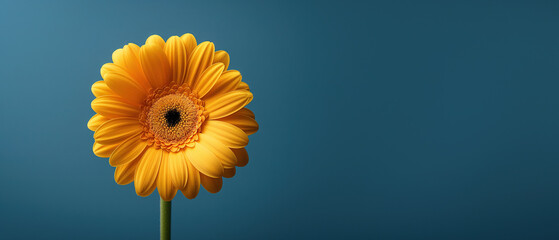 Single yellow flower isolated on a blue background, wide banner with copy space