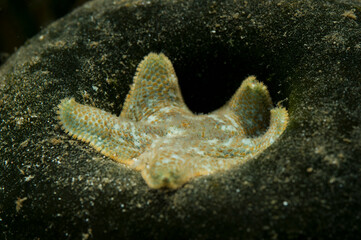 Starlet cushion star (Asterina gibbosa) adult, in rock pool at low tide, Capo Caccia, Alghero,...