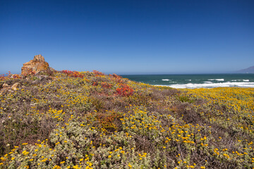 California coastline and wildflowers in foreground