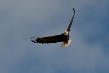 Bald Eagle Soaring in Sky