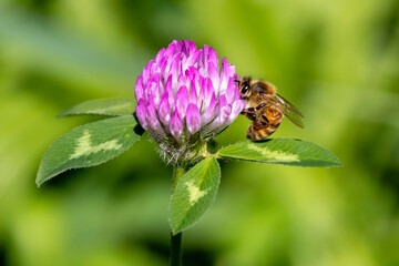 Honey Bee on Clover Flower - 771119901