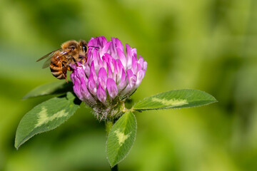 Honey Bee on Clover Flower - 771119904