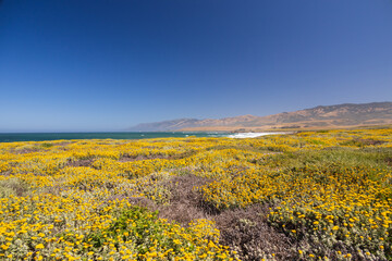 California coastline with yellow wildflowers foreground