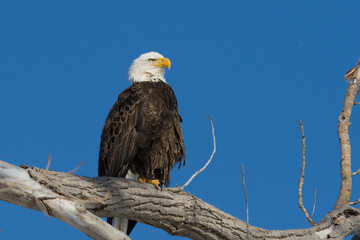 Bald Eagle Perched