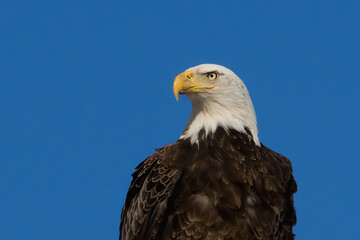 Bald Eagle Profile