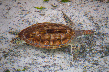 Sea turtle swimming in shallow water - 771120582