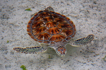 Sea turtle swimming in shallow water - 771120588