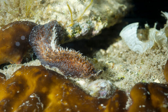 Carpet flatworm Planaria (Thysanozoon brocchii). Flat worm that lives under stones. It travels by undulations of the body. Alghero, Sardinia, Italy Mediterranean sea