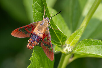 Huming bird moth on flower - 771121119