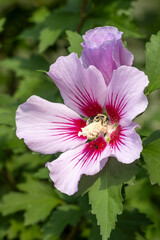 Hibiscus with bumble bee feeding on nectar