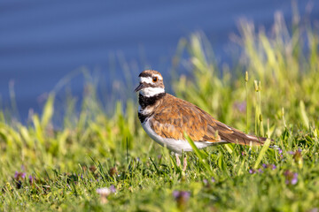 Spring means ariaval of breeding Killdeer to the  northeast - 771121328
