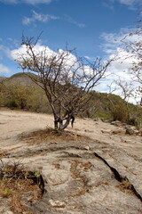 Sparse tree growing on a path at Hierve el Agua in Oaxaca, Mexico - obrazy, fototapety, plakaty
