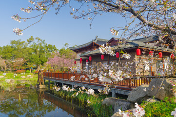 Naklejka premium Cherry blossoms bloom in the East Lake Cherry garden in Wuhan, Hubei, China