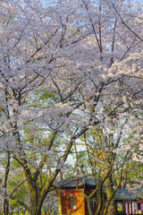 Cherry blossoms bloom in the East Lake Cherry garden in Wuhan, Hubei, China