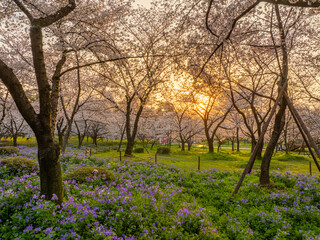 Fototapeta premium Cherry blossoms bloom in the East Lake Cherry garden in Wuhan, Hubei, China