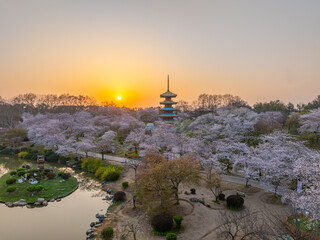 Fototapeta premium Cherry blossoms bloom in the East Lake Cherry garden in Wuhan, Hubei, China