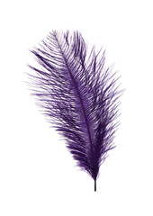 Obraz premium Beautiful purple violet feather on white background