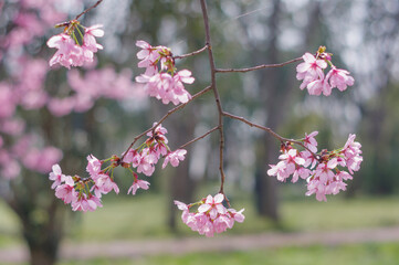 Cherry blossoms in Wuhan, Hubei province, China