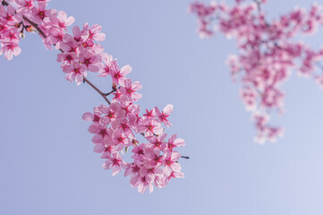 Cherry blossoms in Wuhan, Hubei province, China