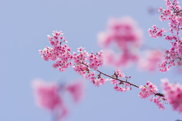 Cherry blossoms in Wuhan, Hubei province, China