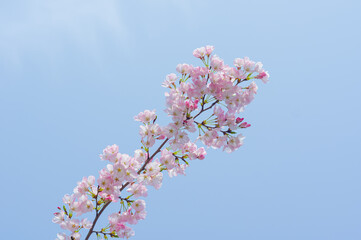 Naklejka premium Cherry blossoms in Wuhan, Hubei province, China