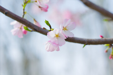 Cherry blossoms in Wuhan, Hubei province, China