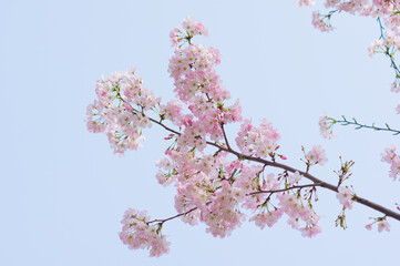 Cherry blossoms in Wuhan, Hubei province, China