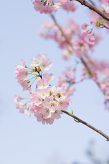Cherry blossoms in Wuhan, Hubei province, China