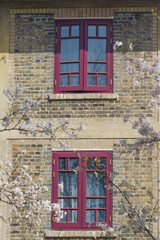Fototapeta premium Cherry blossoms in full bloom at Wuhan University in Hubei, China