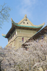 Cherry blossoms in full bloom at Wuhan University in Hubei, China