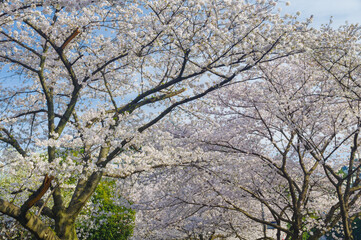 Cherry blossoms in full bloom at Wuhan University in Hubei, China